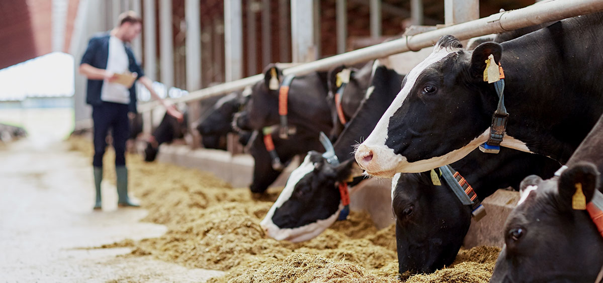 ALIMENTS POUR ANIMAUX