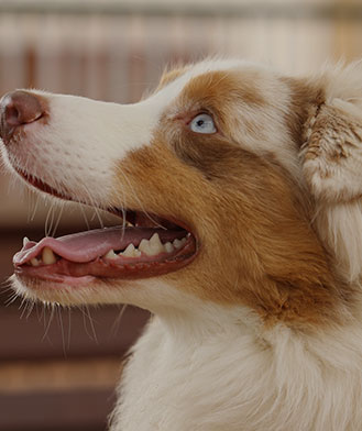 Gamme animaux de compagnie