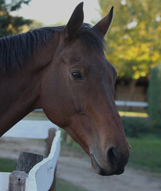 Gamme chevaux