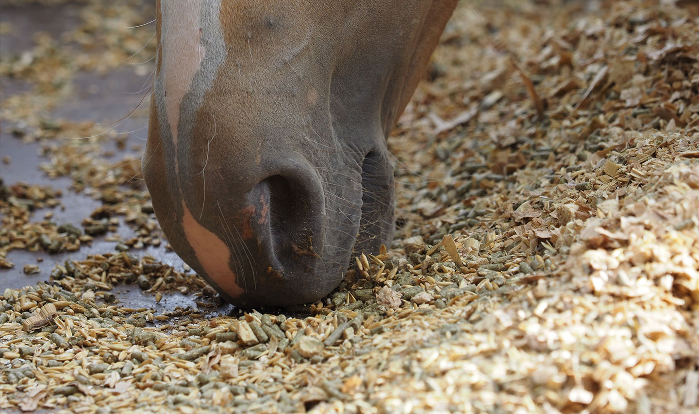 ALIMENTS POUR ANIMAUX DANS LES HAUTS DE FRANCE